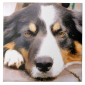 GRENZCOLLIE FLIESE (Vorderseite)