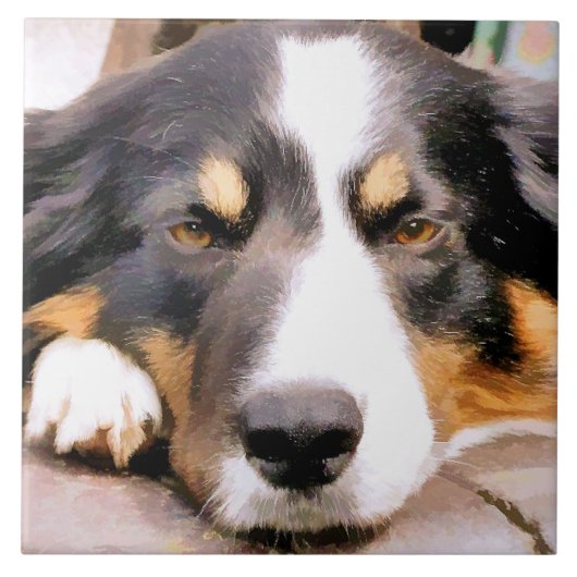 GRENZCOLLIE FLIESE (Vorderseite)