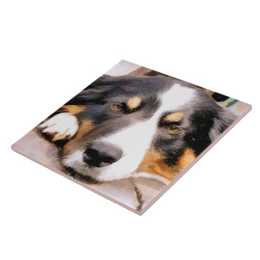 GRENZCOLLIE FLIESE (Seite)