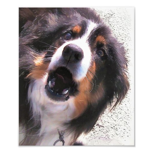 GRENZCOLLIE FOTODRUCK (Vorne)