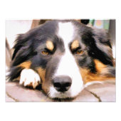 GRENZCOLLIE FOTODRUCK (Vorne)