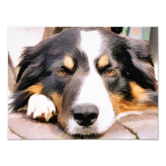 GRENZCOLLIE FOTODRUCK (Vorne)