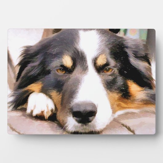 GRENZCOLLIE FOTOPLATTE (Vorderseite)
