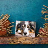 GRENZCOLLIE FOTOPLATTE (Seite)