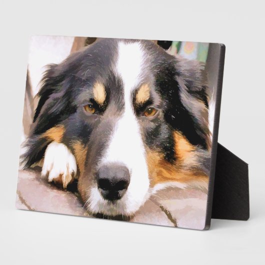 GRENZCOLLIE FOTOPLATTE (Seite)