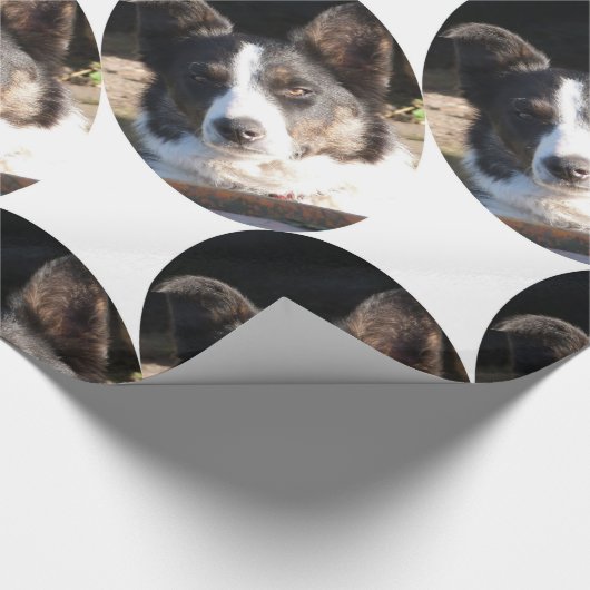 GRENZCOLLIE GESCHENKPAPIER (Ecke)