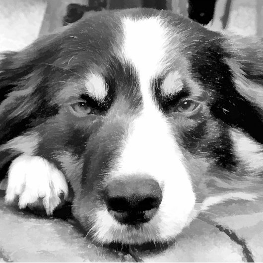 GRENZCOLLIE GESCHENKPAPIER