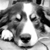 GRENZCOLLIE HANDTUCH