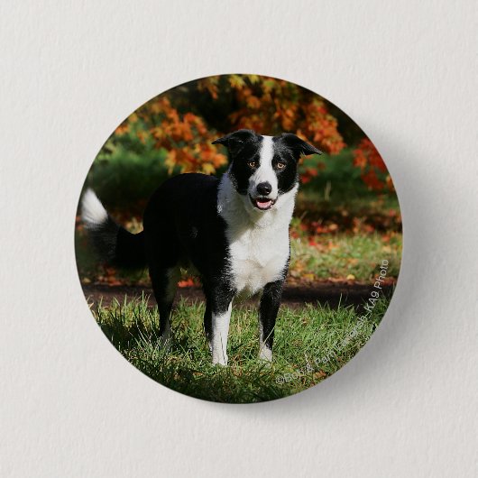 Grenzcollie-Herbst stehend Button (Vorderseite)