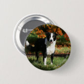 Grenzcollie-Herbst stehend Button (Vorne & Hinten)