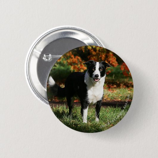 Grenzcollie-Herbst stehend Button (Vorne & Hinten)