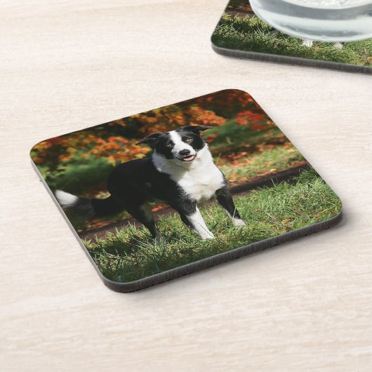 Grenzcollie-Herbst stehend Getränkeuntersetzer (Linke Seite)