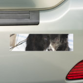 Grenzcollie-HundeAutoaufkleber Autoaufkleber (Auf Auto)