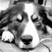 GRENZCOLLIE KERAMIK ORNAMENT