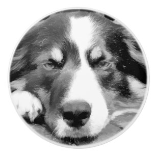 GRENZCOLLIE KERAMIKKNAUF