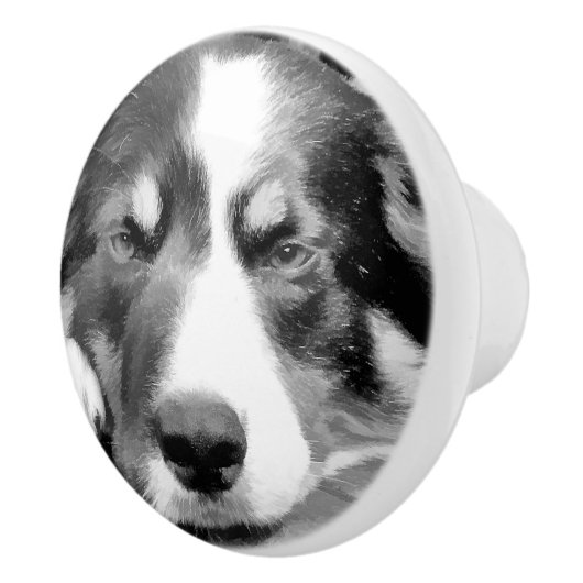 GRENZCOLLIE KERAMIKKNAUF (Rechts)