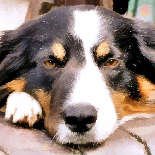 GRENZCOLLIE KERAMIKKNAUF