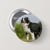 Grenzcollie-Keuchen stehend Button (Vorne & Hinten)