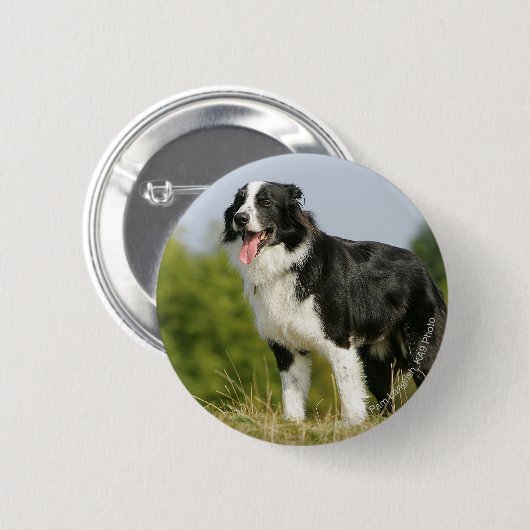 Grenzcollie-Keuchen stehend Button (Vorne & Hinten)