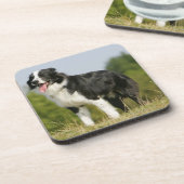 Grenzcollie-Keuchen stehend Getränkeuntersetzer (Linke Seite)