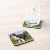 Grenzcollie-Keuchen stehend Getränkeuntersetzer (Rechte Seite)
