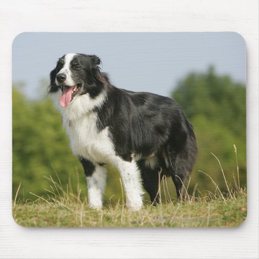 Grenzcollie-Keuchen stehend Mousepad (Vorne)