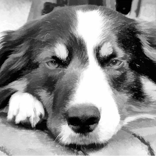 GRENZCOLLIE KLEMMBRETT