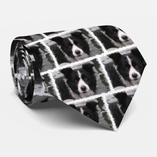 Grenzcollie-Krawatte Krawatte (Gerollt)
