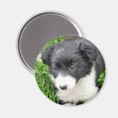 GRENZCOLLIE MAGNET (Vorderseite/Rückseite)