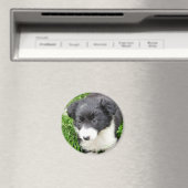 GRENZCOLLIE MAGNET (In Situ (Geschirrspüler))