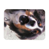 GRENZCOLLIE MAGNET (Horizontal)
