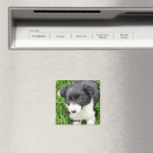 GRENZCOLLIE MAGNET (In Situ (Geschirrspüler))