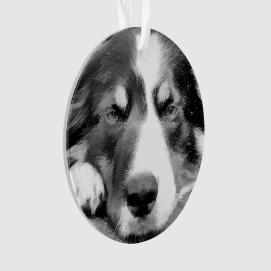 GRENZCOLLIE ORNAMENT (Vorderseite)