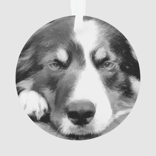 GRENZCOLLIE ORNAMENT (Rückseite)