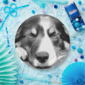 GRENZCOLLIE PAPPTELLER (Party)