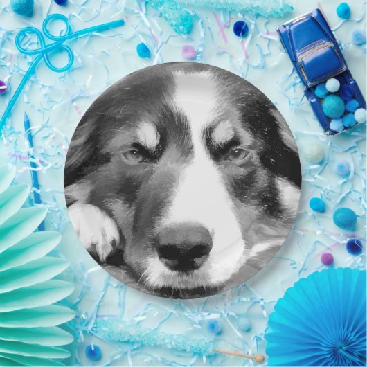 GRENZCOLLIE PAPPTELLER (Party)