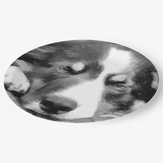 GRENZCOLLIE PAPPTELLER (Schrägansicht)