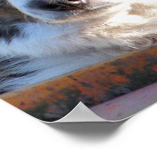 GRENZCOLLIE POSTER (Ecke)