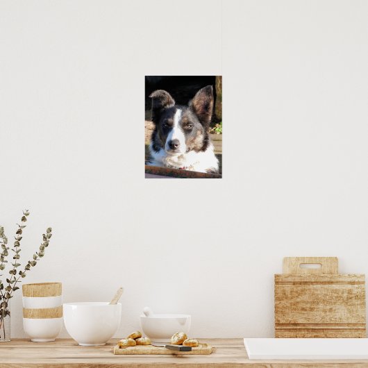 GRENZCOLLIE POSTER (Küche)