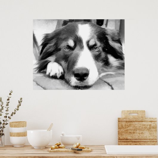 GRENZCOLLIE POSTER (Küche)
