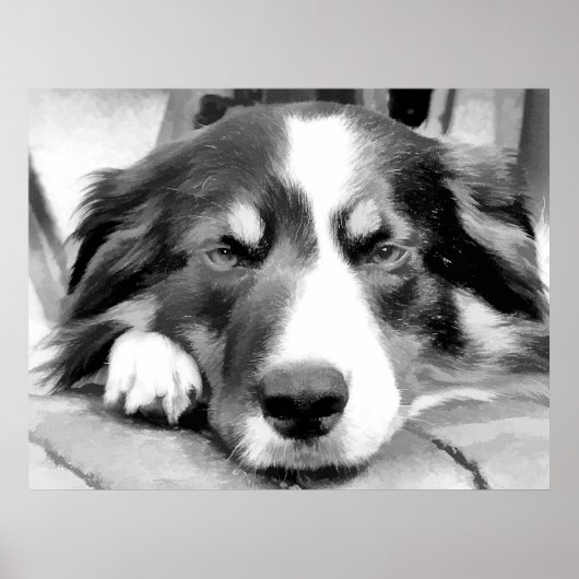 GRENZCOLLIE POSTER (Vorne)
