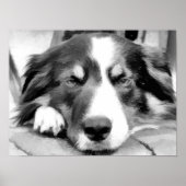 GRENZCOLLIE POSTER (Vorne)
