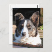GRENZCOLLIE POSTKARTE (Vorne/Hinten)