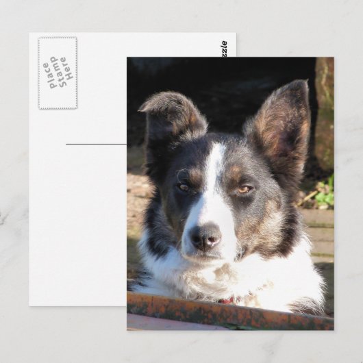 GRENZCOLLIE POSTKARTE (Vorne/Hinten)