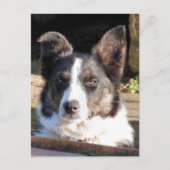 GRENZCOLLIE POSTKARTE (Vorderseite)