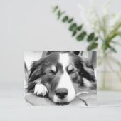 GRENZCOLLIE POSTKARTE (Stehend Vorderseite)