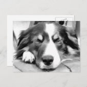 GRENZCOLLIE POSTKARTE (Vorne/Hinten)