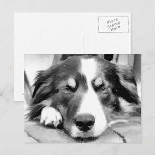 GRENZCOLLIE POSTKARTE (Vorne/Hinten)