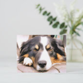 GRENZCOLLIE POSTKARTE (Stehend Vorderseite)