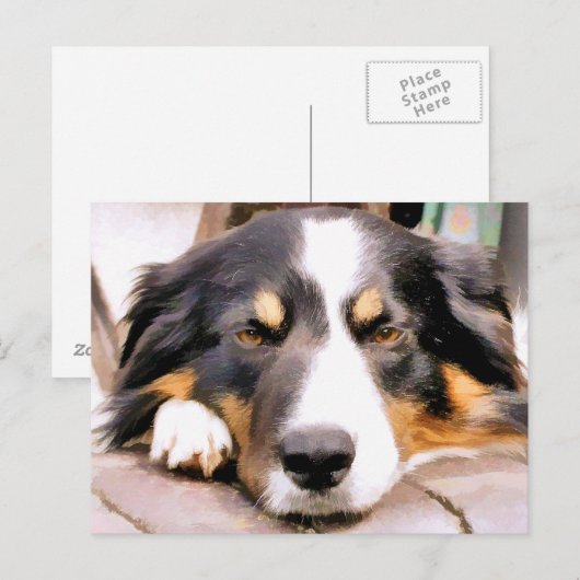 GRENZCOLLIE POSTKARTE (Vorne/Hinten)